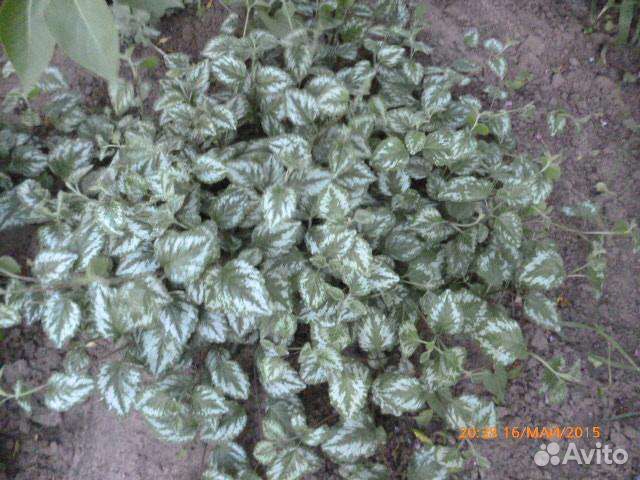 Многолетники