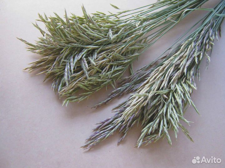 Семена Костреца Безостого опт