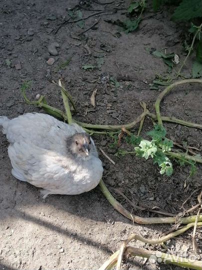 Куры молодки несушки доминант