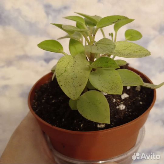 Пеперомия пикси лайм