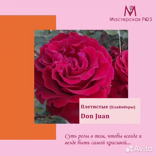 Саженцы роз плетистая