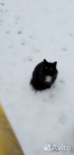 Отдам Маркиза