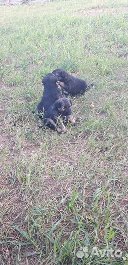 Отдам даром щенков