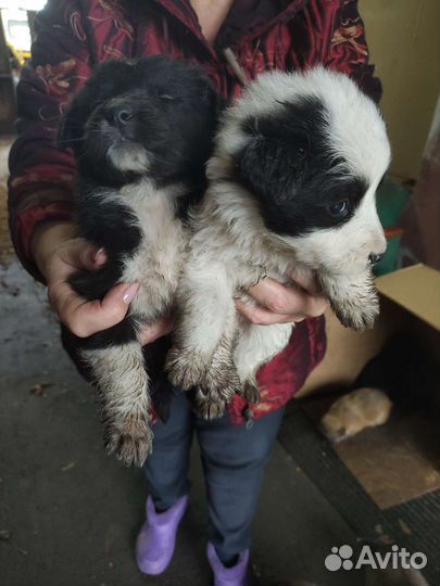 Собаки бесплатно в добрые руки щенки