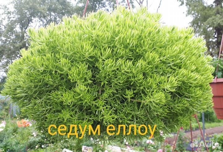 Вербена, кореопсис, седум, коллизия