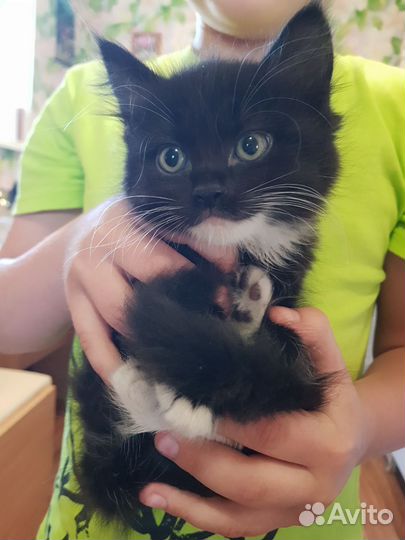 Котики в добрые руки