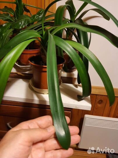 Кливия комнатное горшечное неприхотливое растение