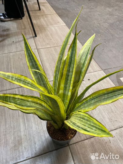 Сансевиерии