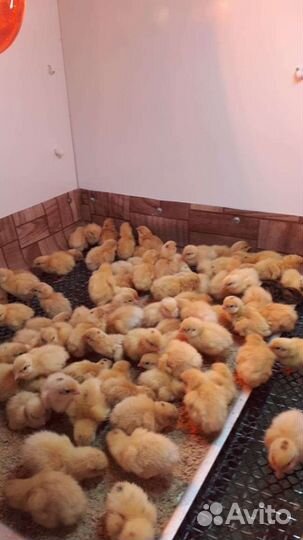 Эко-перепел