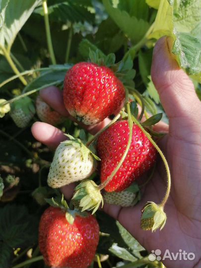 Рассада клубники