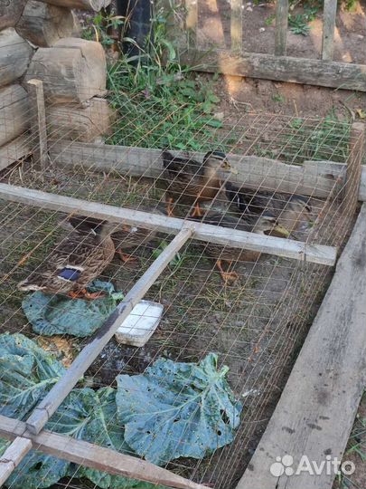 Продам подсадных уток