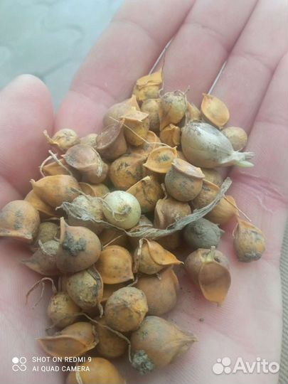 Лукочеснок Рокамбуль