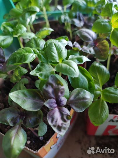 Базилик рассада