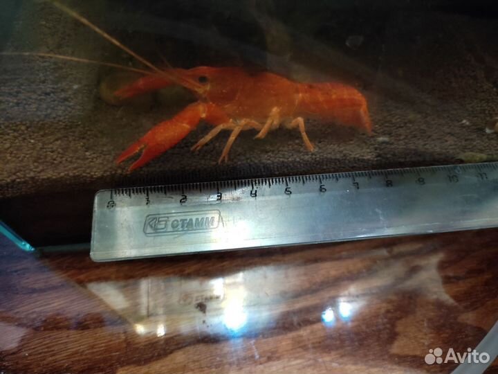 Карликовый мексиканский рак