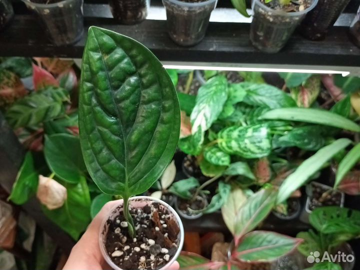 Эпипремнум/ сциндапсус