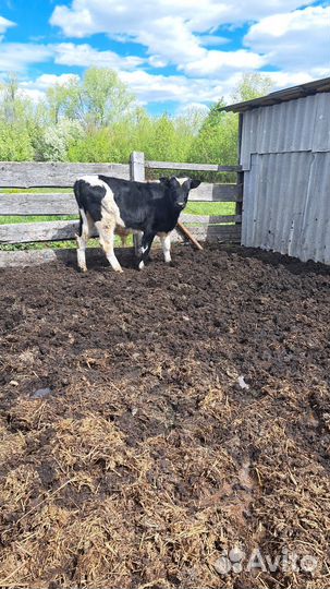 Продаётся телёнок (бычок) 8месяцев