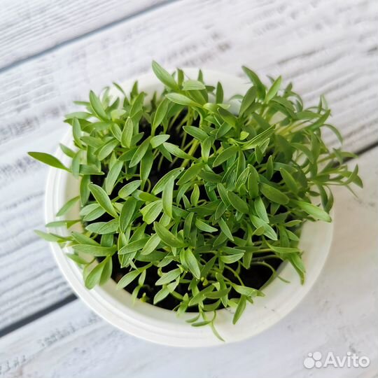 Набор семян - микрозелень 7 видов