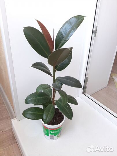 Хлорофитум