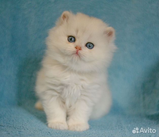 Мальчик британская шиншилла
