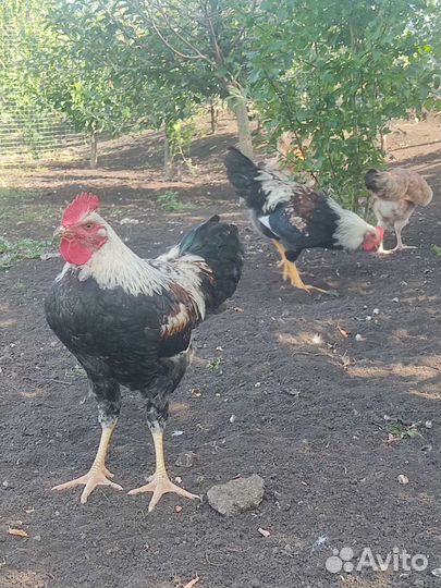 Петухи