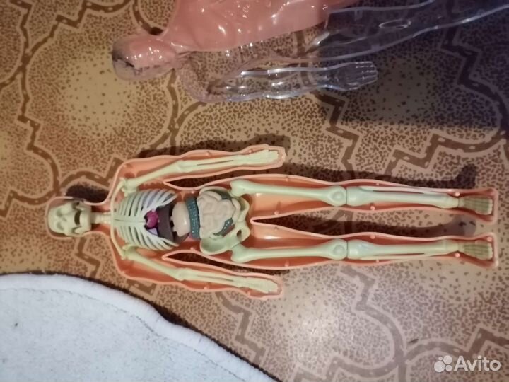 Анотомическая кукла разборная