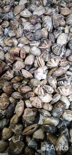 Устрицы Дальневосточные и живые моллюски