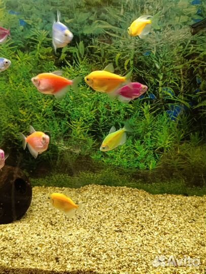 Тернеция glofish