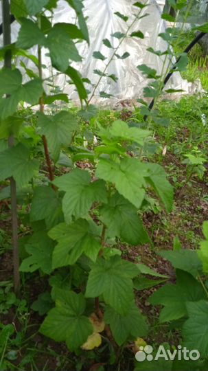 Саженцы черной смородины сорта Венера