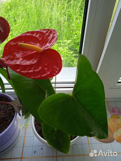 Антуриум красный