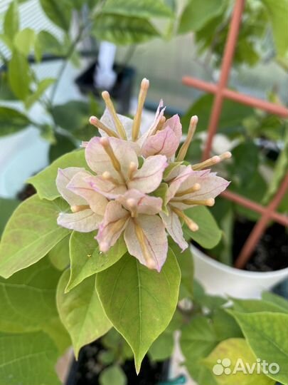 Бугенвиллеи