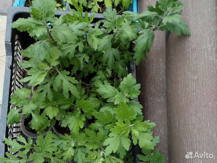 Садовые растения 2