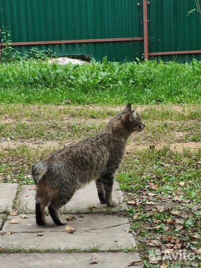 Пиксибоб кот