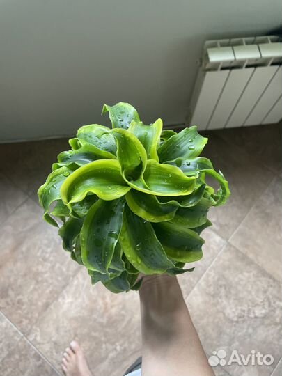 Драцена торнадо