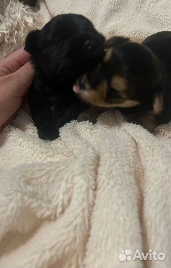 Йоркширский терьер