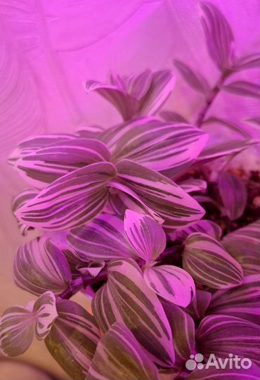 Фуксия традесканция набор подарок цветы