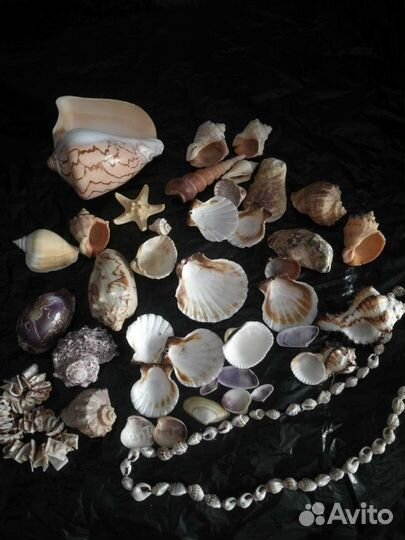 Ракушки для аквариума
