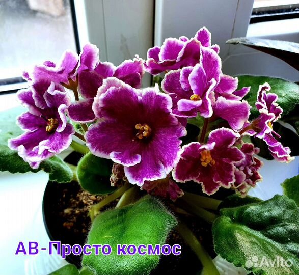 Детки фиалок сортовых