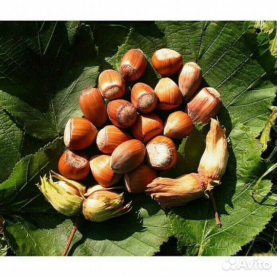 Орех фундук