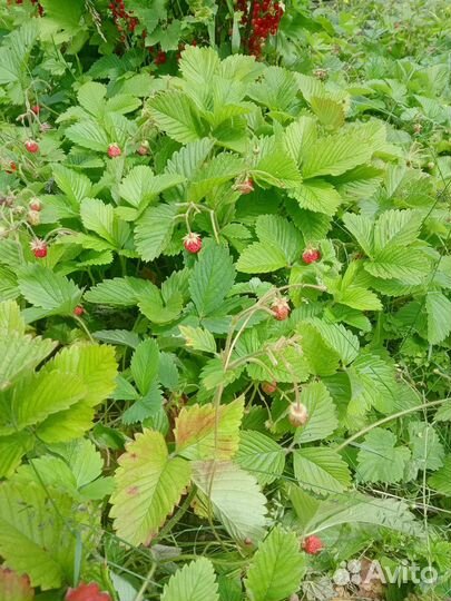 Рассада земклуники