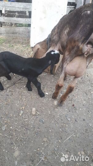 Коза с козленком