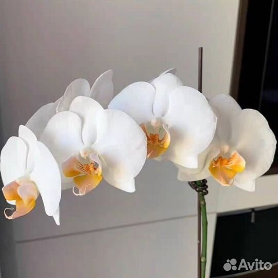 Фаленопсис Дарвин