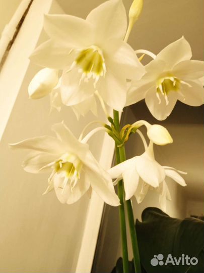 Эухарис амазонская лилия