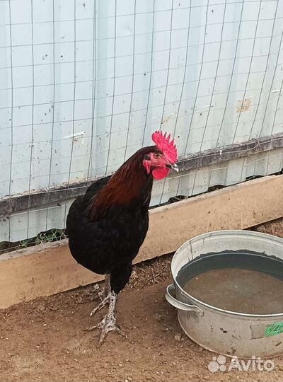 Петухи Амераукан,Маран,Ухейилюй