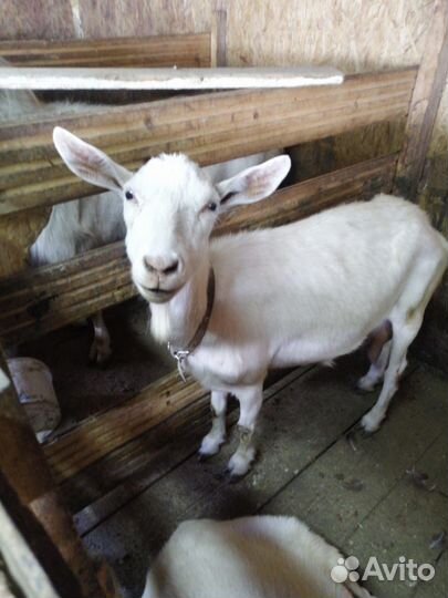 Козы и козел