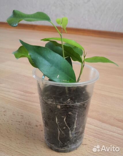 Фикус Бенджамина