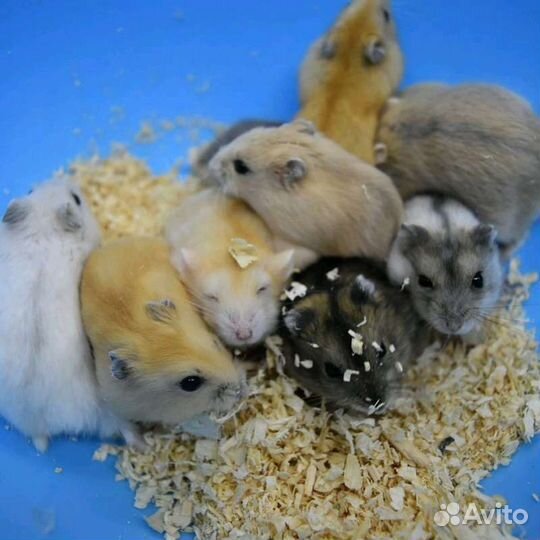 Джунгарский хомяк опт розница