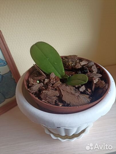 Орхидея фаленопсис детка