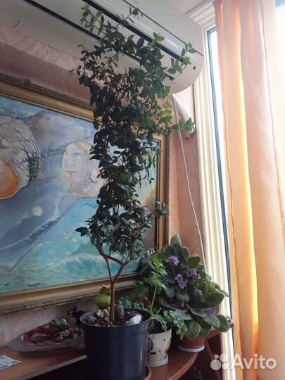 Миртовое дерево