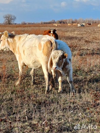 Бычки на откорм сименталы