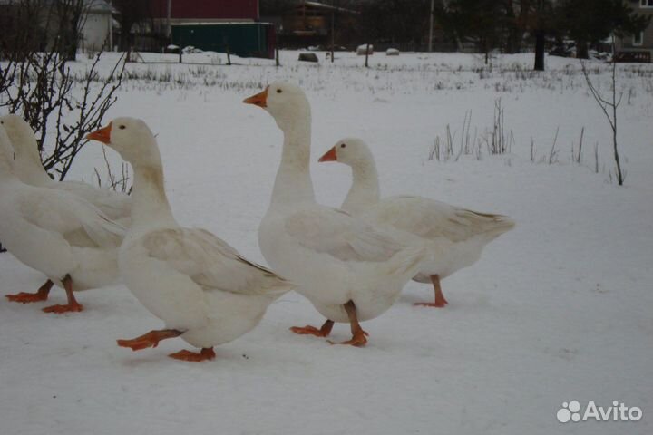 Яйца для инкубации
